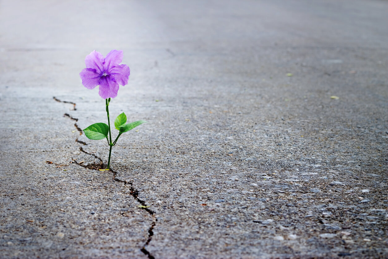 A purple flower growing out of a crack in the asphalt